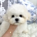 테디 켄넬 이미지
