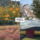 억새정원 | 대구 가을 가볼 만한 곳 2024 대구정원박람회 정보 및 후기 (하중도 코스모스 억새 댑싸리)