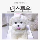 우리 강아지 | [댕스투유 후기] 우리 강아지가 케이크로?! 강아지 수제 케이크 대구 맞춤제작 후기