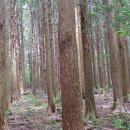 편백나무 숲속 피톤치드. 이미지