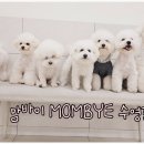 부산애견호텔 강아지유치원 애견미용 맘바이 수영구점 이미지