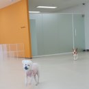 아르멍미르멍 이미지