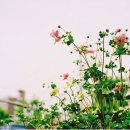 바람향기 이미지
