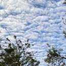 사자사지 이미지