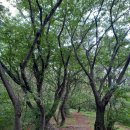 구봉산 둘레길 이미지