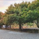 포레스트캐빈앤캠프 이미지