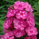 꽃들의 향연 이미지