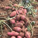 꿀밤농장 이미지