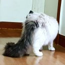 랙돌캐터리올리비아 네이버블로그