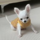 캣츠앤독스 동물병원 | 제주 강아지분양 언니따라 발품판 후기 ！