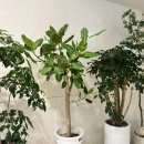 브라운도트호텔(부산역) 이미지