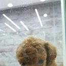 권미정펫살롱 네이버블로그