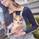 부산강아지분양 알프펫 이미지