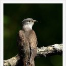 뻐꾸기PC 이미지