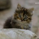 뷰티펫동물병원 | 수원동물병원 뷰티펫동물병원 병원 선택 시 참고할 기준 정리