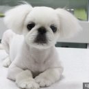 타잔동물병원 이미지