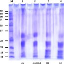 Re: 피스타치오 발효산물 - bioactive peptide... 이미지