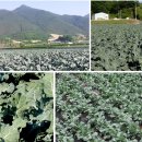 모단농장 이미지