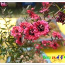 다가 온 봄 2 (호주매화,부처손,붉은인동,독일붓꽃,솔이끼,앵두나무,자란,자주괴불주머니) 이미지