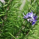 로즈마리 이미지