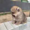 부산강아지분양 앨리펫 이미지