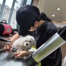 수 애견미용 이미지