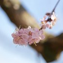 살구꽃가든 이미지