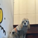 멍스빌리지풀빌라6 이미지