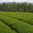 티젠 녹차공장 이미지
