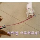 씨씨펫(주) 이미지