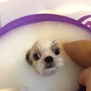 더스파다운