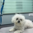 소희 스타일 독 이미지