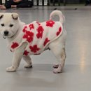 동광체육관 | 한림 다이소 강아지옷 꽃무늬 조끼 추천!