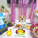 강아지 생일 파티, 생일 케이크 패리스가 열 살이 됐어요.