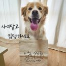 멍이방앗간 | 열정이의 인스타 협찬 후기🩷 듀먼펫밀크/멍이방앗간 자연식