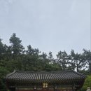 지에스25 진도읍내점 | [스탬프 투어] 1766. 나만의 국가유산 해설사 : 진도 상만리 비자나무 ( &amp; 진도 구암사)