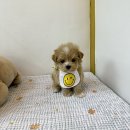 아인츠독 강아지애견분양 성남위례본점 | 위례강아지분양 사랑둥이 미니말티푸