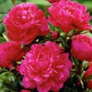 가을, 꽃작약,수국,블루베리 등 묘목 판매합니다. 이미지