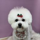 위위그루밍 이미지