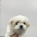 와우펫마트 이미지