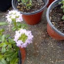 (주)골드레몬 이미지