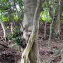 태하모노레일 이미지