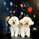 미코 그루밍 이미지