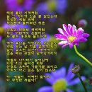 가을꽃 &amp; Memory (뮤지컬 캣츠 ost)-Lloyd Webber Ann/Various Artists &amp; photo by 모모수계 이미지