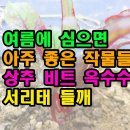 여름에 심으면 아주 좋은 작물들 상추 비트 옥수수 서리태 들깨 이미지