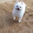 윤지애견 이미지