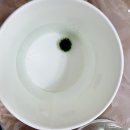 새로피다