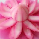 약선생약 이미지