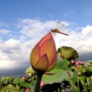 연꽃세상 이미지