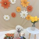 포근하개 이미지